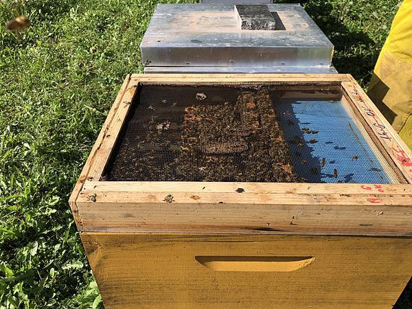 蜂蜜二_6.jpeg 蜂蜜二_6.jpeg