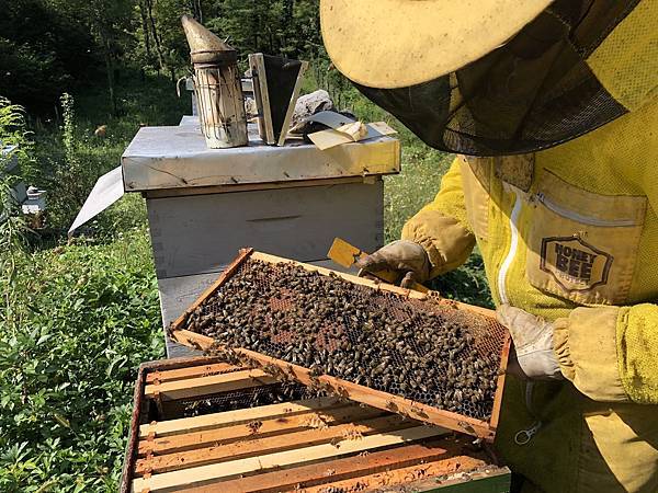 蜂蜜二_7.jpeg 蜂蜜二_7.jpeg