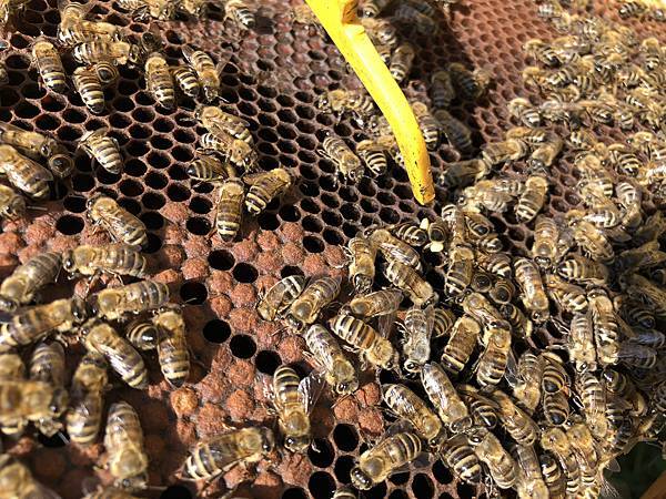 蜂蜜二_8.jpeg 蜂蜜二_8.jpeg