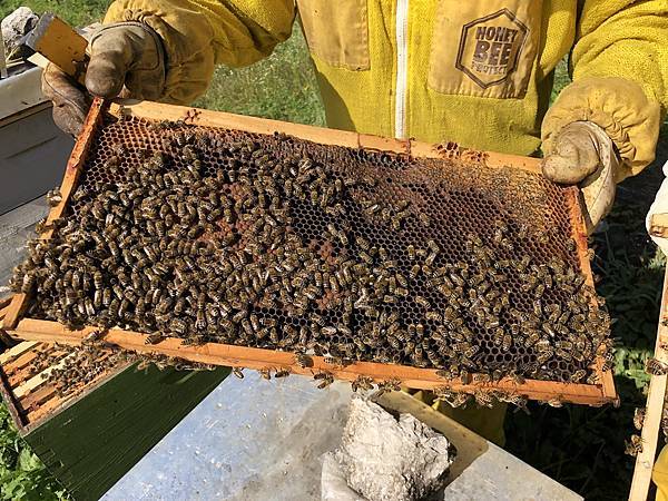 蜂蜜二_11.jpeg 蜂蜜二_11.jpeg