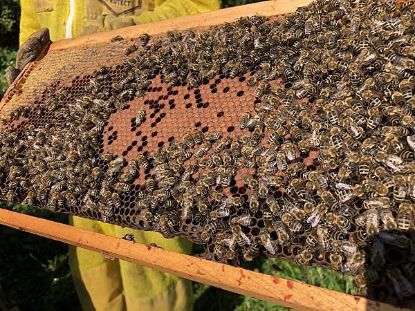 蜂蜜二_12.jpeg 蜂蜜二_12.jpeg