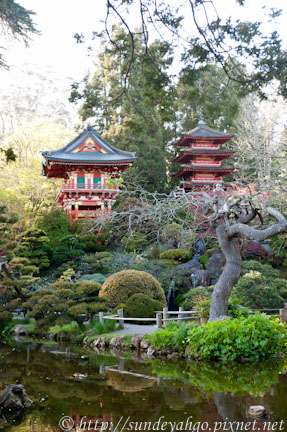 金門公園日式茶園櫻花