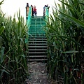 金氏世界紀錄最大玉米田迷宮