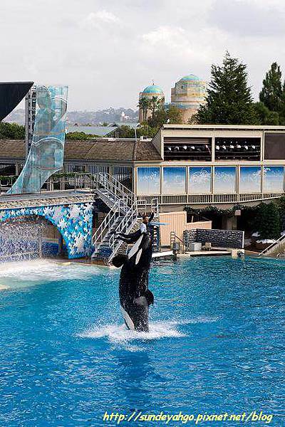 Shamu Show