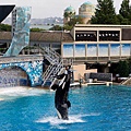 Shamu Show