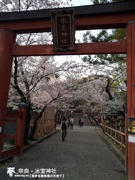 冰室神社(1004)