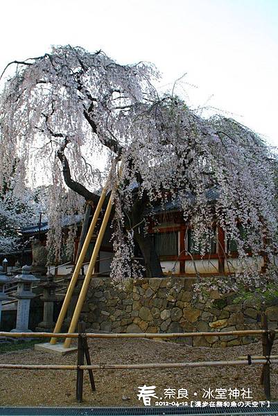 冰室神社(1009)