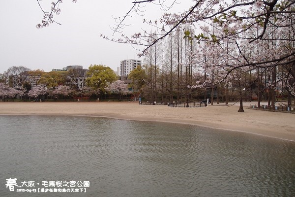 毛馬櫻之宮公園(1027)