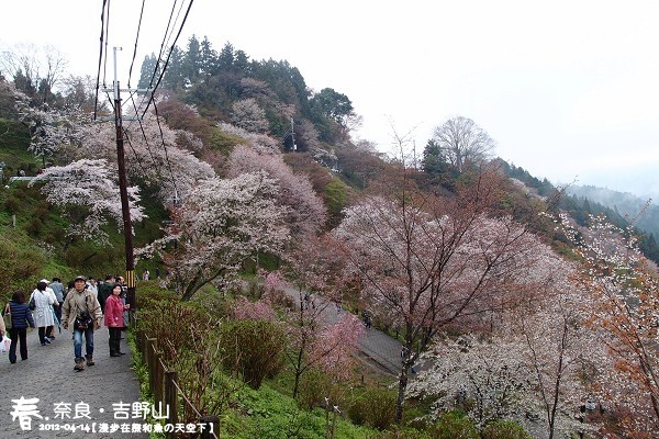 吉野山 (1036)