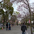 隅田公園(1004).jpg