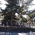 奈良公園(1003).jpg