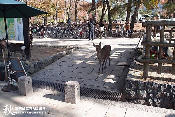 奈良公園(1010).jpg