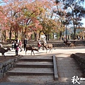 奈良公園(1014).jpg