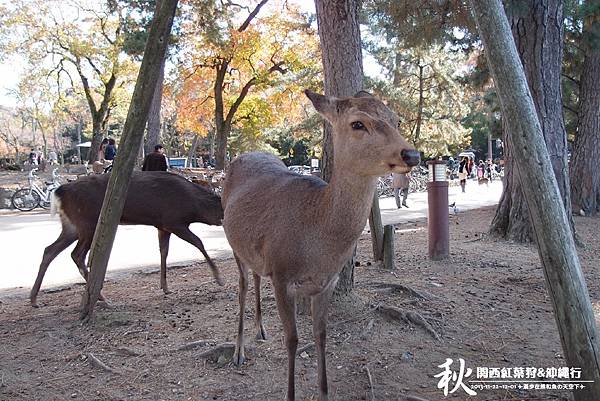 奈良公園(1015).jpg