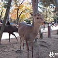 奈良公園(1015).jpg