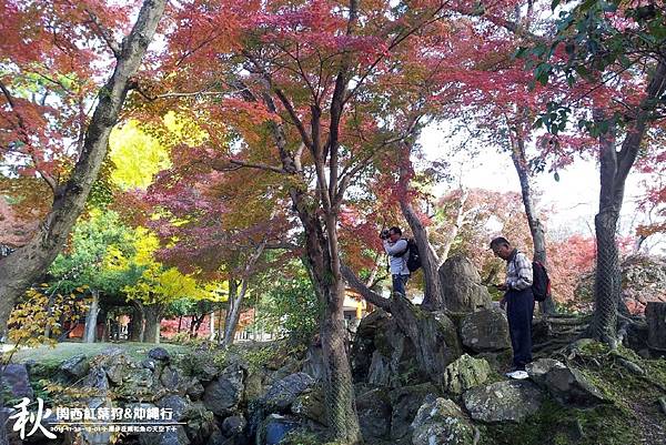奈良公園(1030).jpg