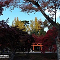 奈良公園(1035).jpg