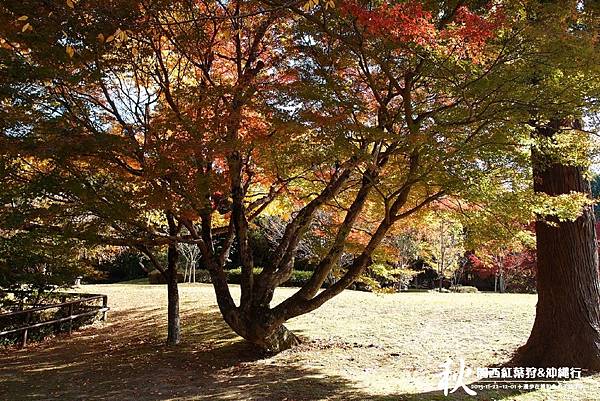 奈良公園(1077).jpg