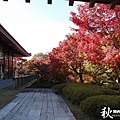 奈良公園(1088).jpg