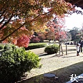 奈良公園(1089).jpg