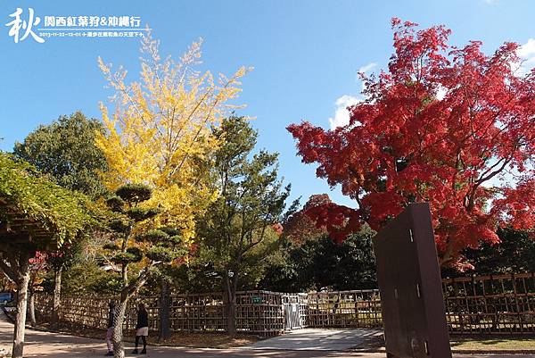 奈良公園(1094).jpg