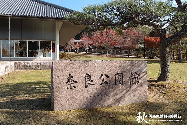 奈良公園(1096).jpg