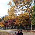 奈良公園(1106).jpg