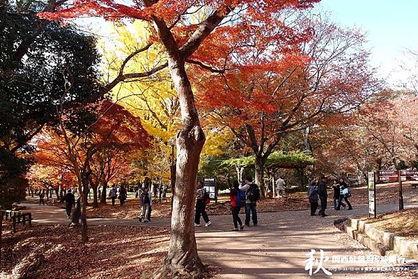 奈良公園(1108).jpg