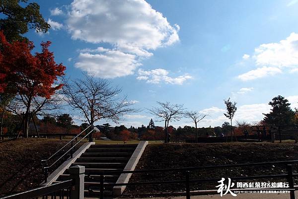 奈良公園(1116).jpg