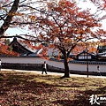 奈良公園(1124).jpg