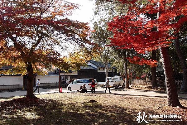 奈良公園(1125).jpg