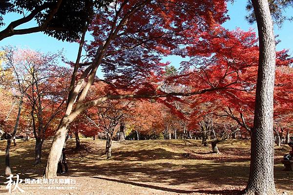 奈良公園(1128).jpg