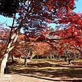 奈良公園(1128).jpg