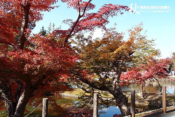 奈良公園(1130).jpg