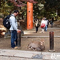 奈良公園(1135).jpg