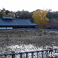 奈良公園(1146).jpg