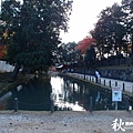 奈良公園(1152).jpg