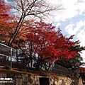 奈良公園(1156).jpg