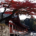 奈良公園(1159).jpg