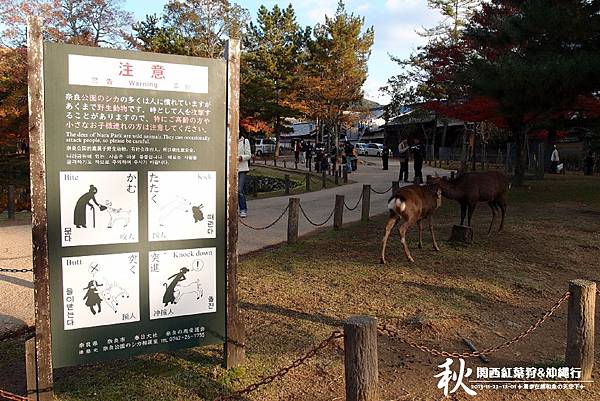奈良公園(1168).jpg