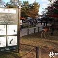 奈良公園(1168).jpg