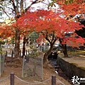 奈良公園(1174).jpg