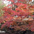 奈良公園(1186).jpg