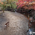 奈良公園(1188).jpg