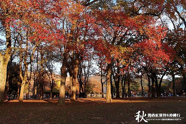 奈良公園(1193).jpg