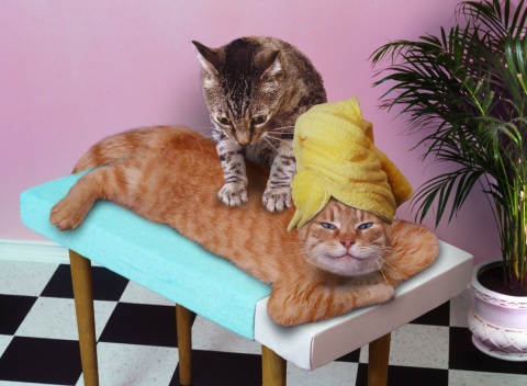 catspa