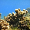 珊瑚-2