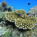 珊瑚-3