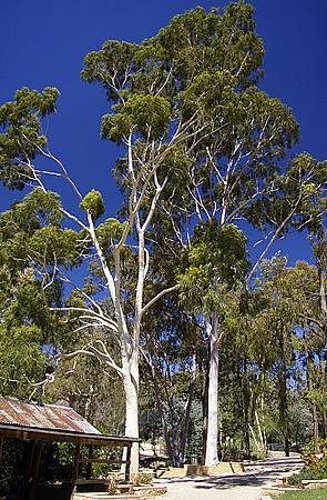 Corymbia_citriodora