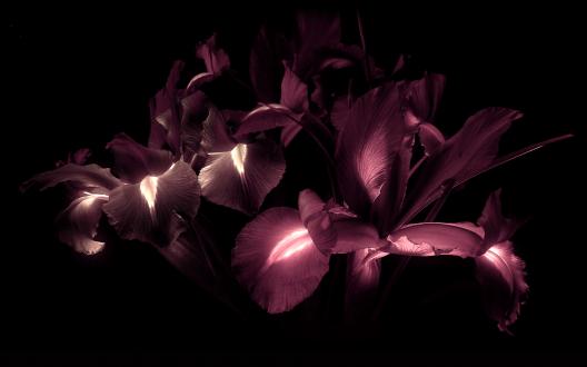 Interesting-purple-flower-with-glowing-leaves-wallpaper_2814